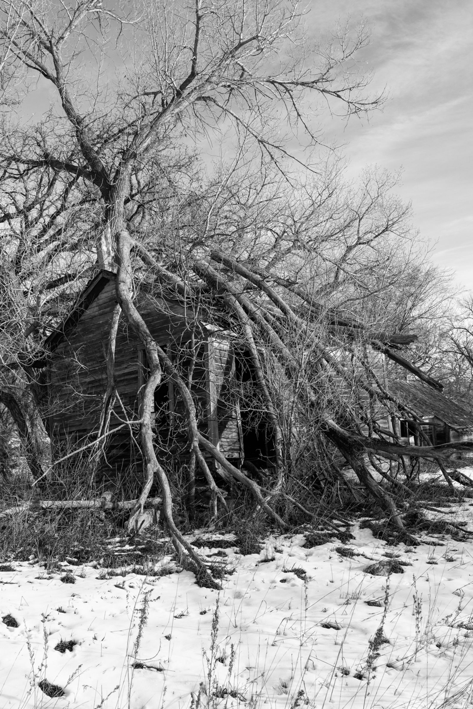 © Richard Sharum - House Swallowed By Tree. McCulley, Nebraska. 12.14.2021