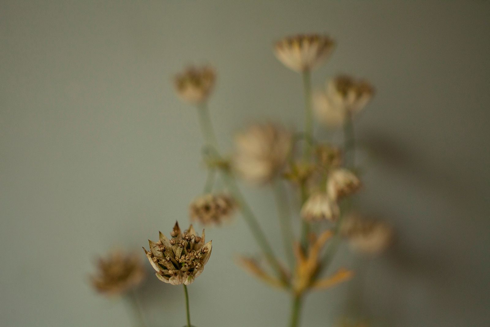 © Heather McDonough - Get well flowers from a friend