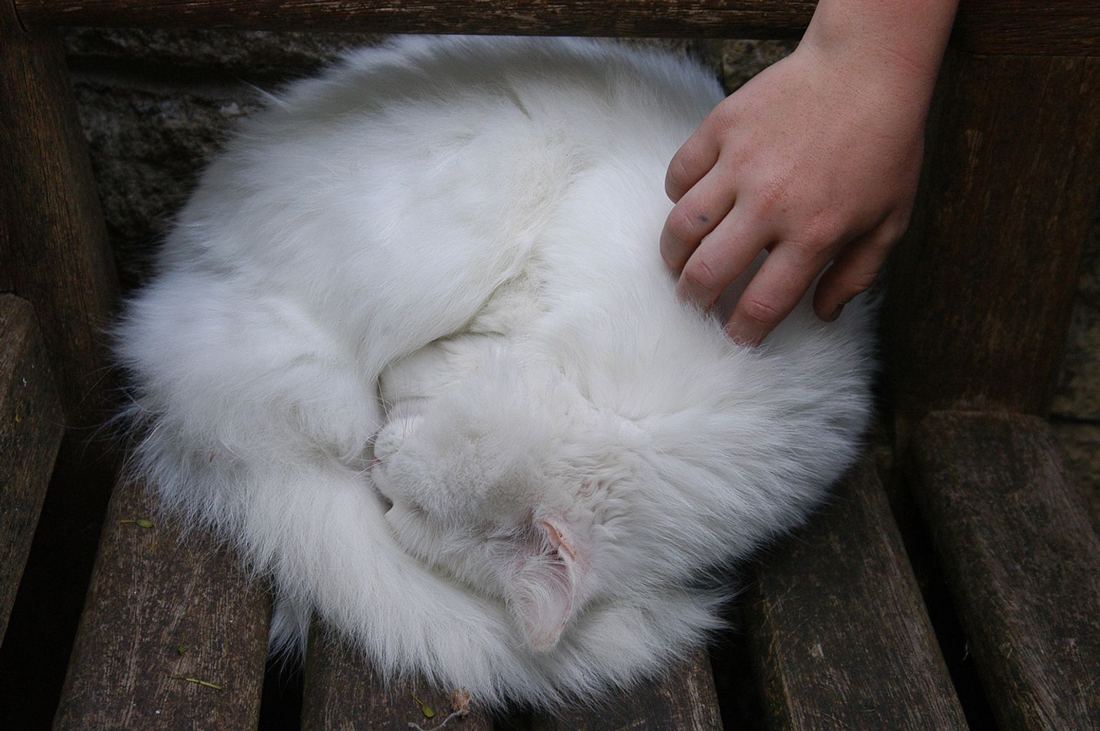 © Heather McDonough - sleeping cat