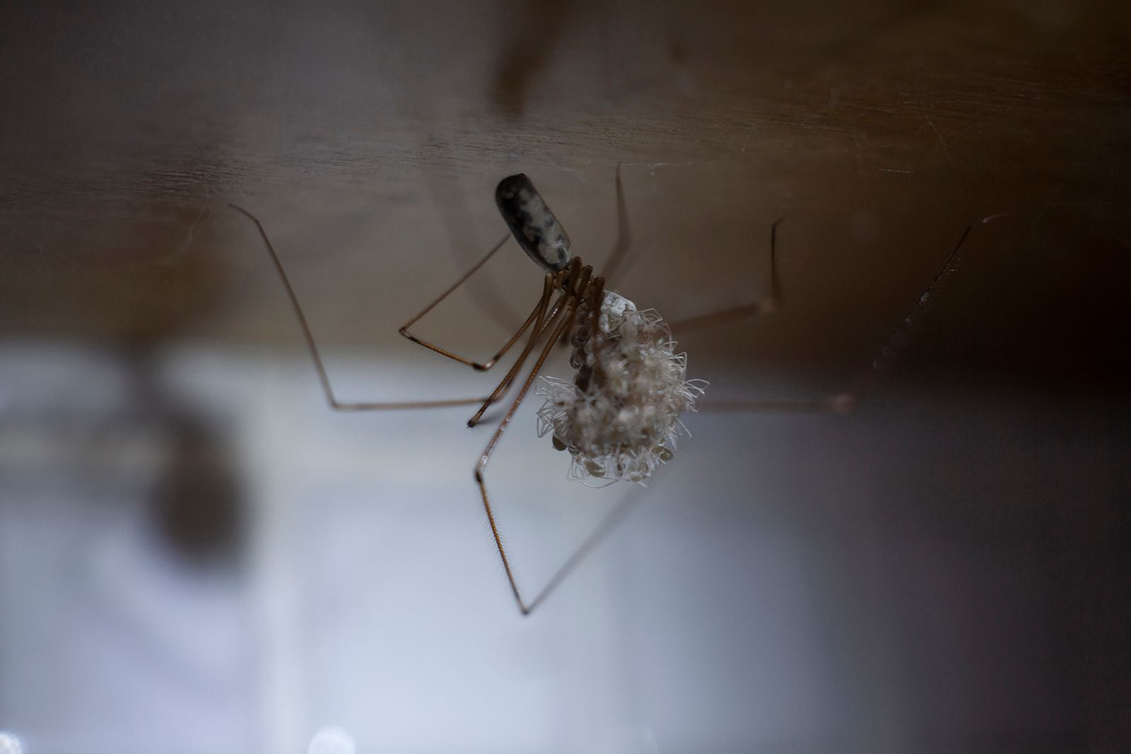 © Heather McDonough - mother and babies