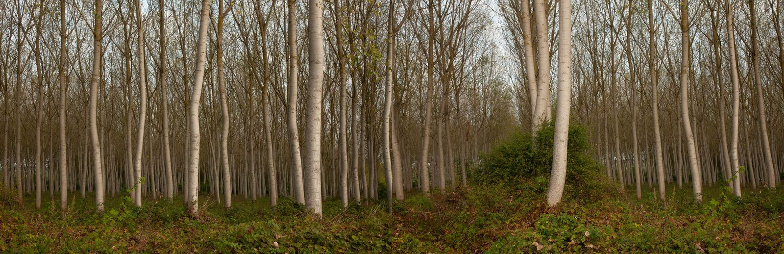 © Heather McDonough - Image from the Siegfried Line: photography project