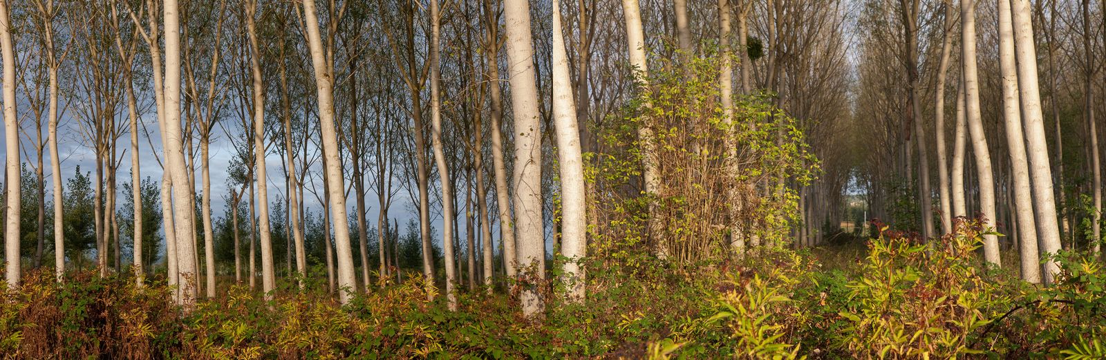 © Heather McDonough - Image from the Siegfried Line: photography project