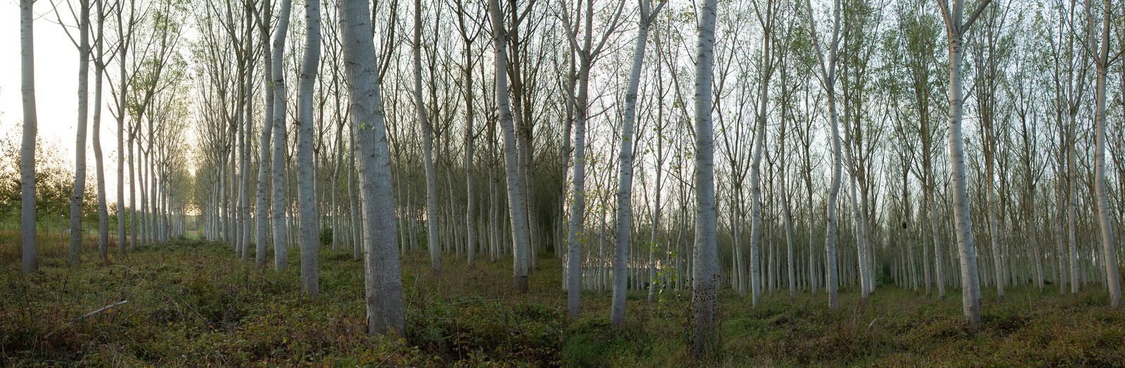 © Heather McDonough - Image from the Siegfried Line: photography project