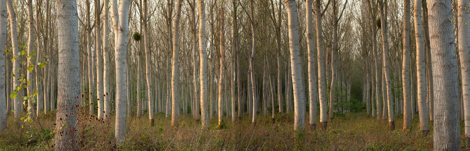 © Heather McDonough - Image from the Siegfried Line: photography project