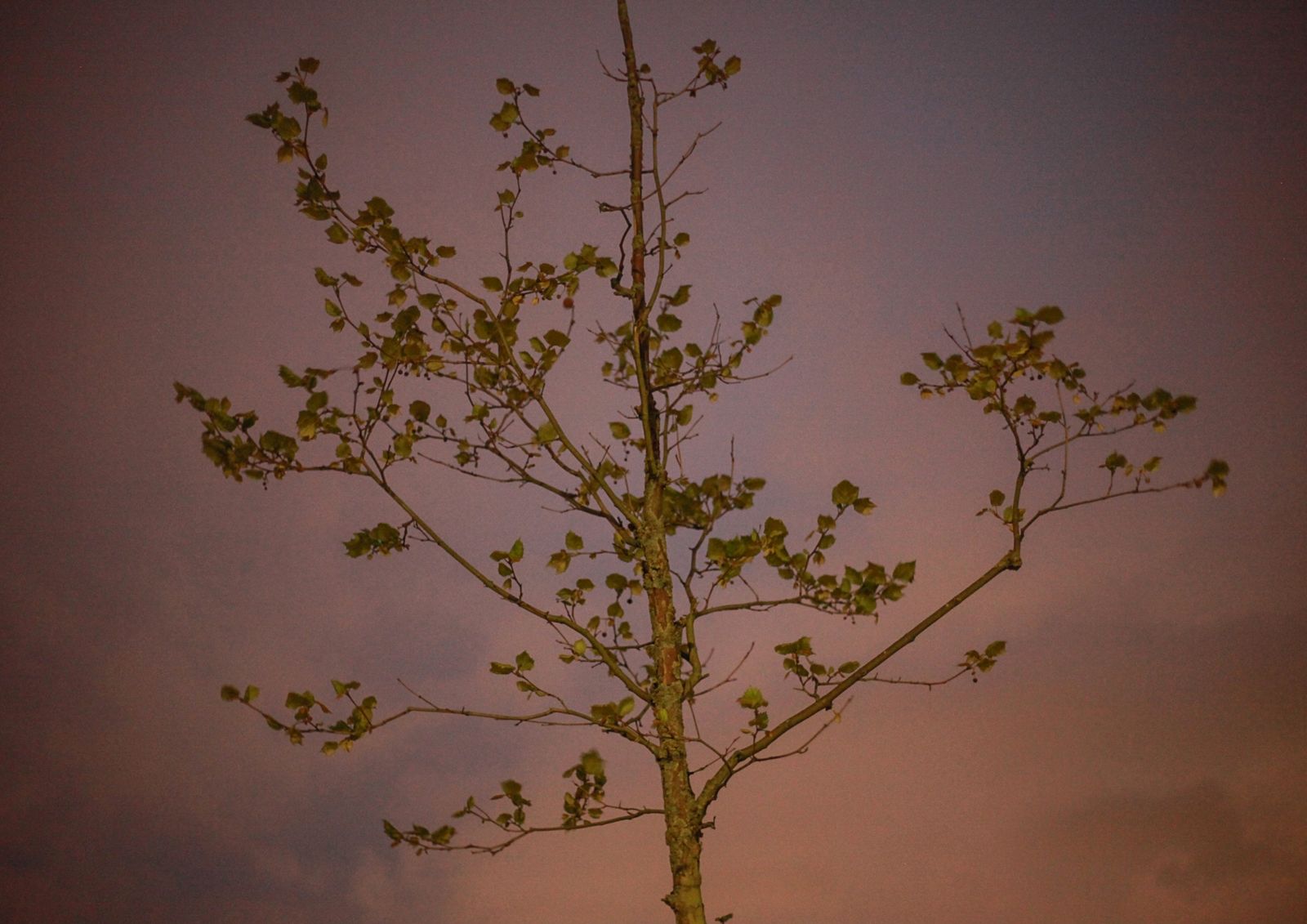 © Heather McDonough - Image from the Caught in Between photography project