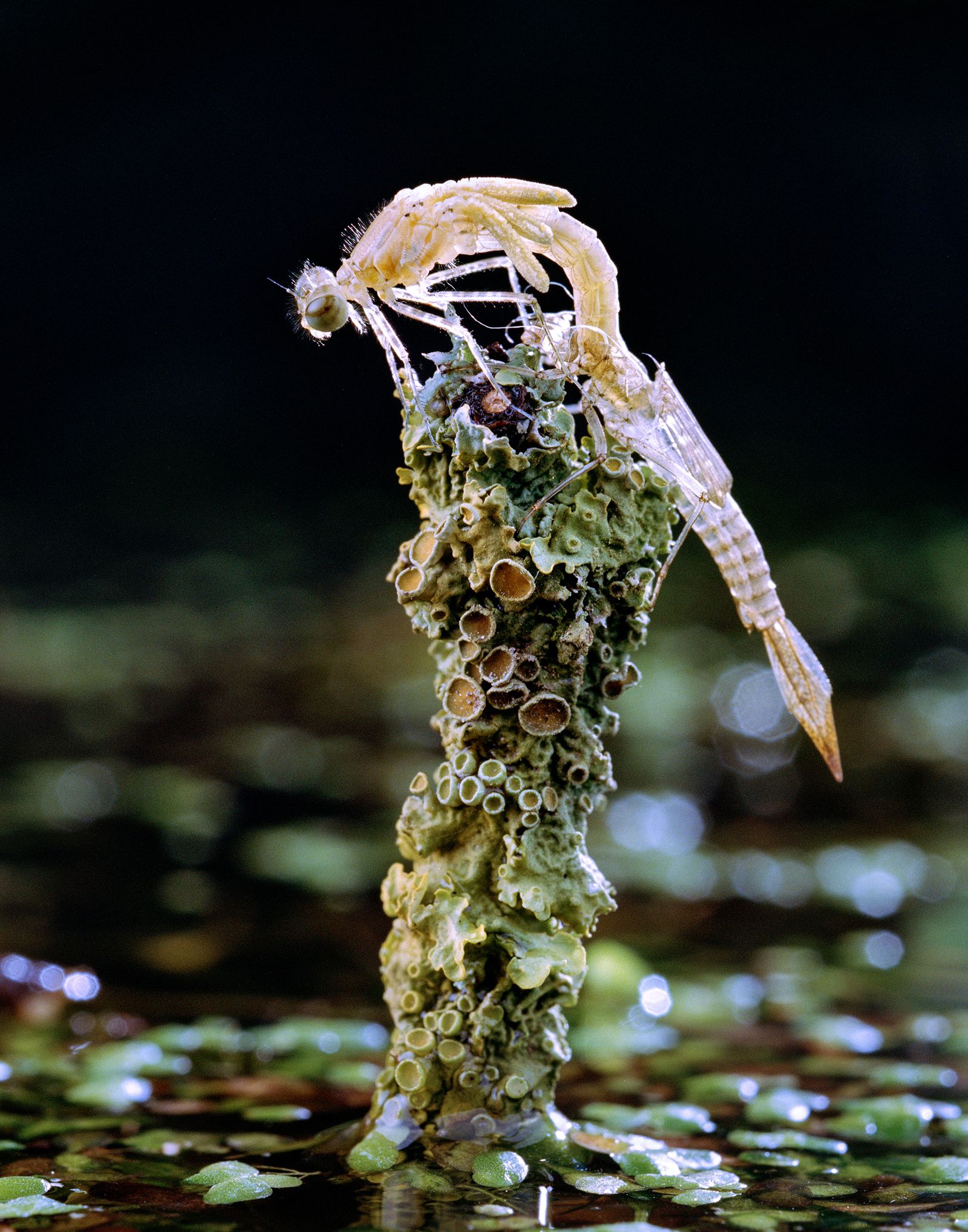 © Balazs Turos - Image from the The Nature of Things photography project