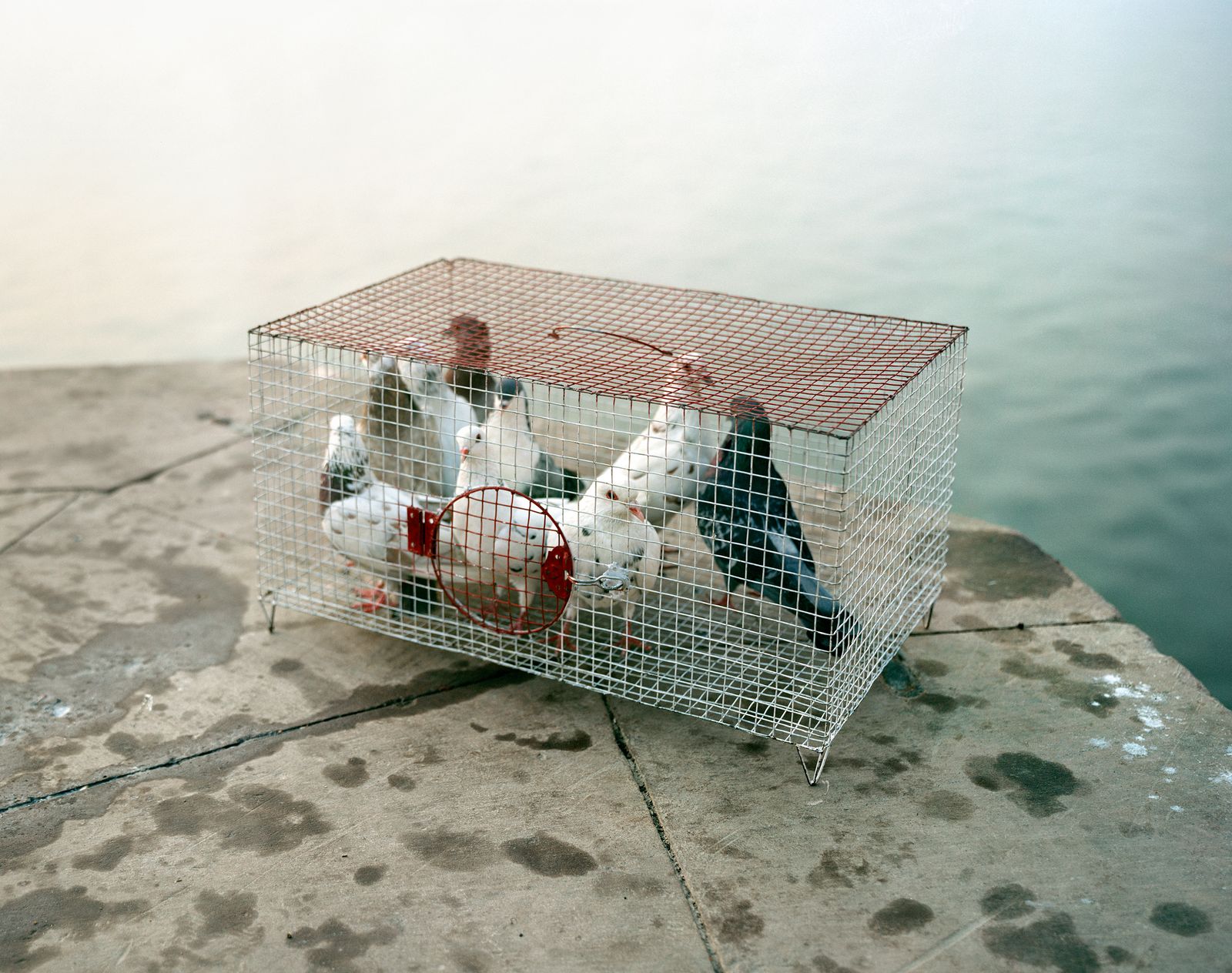 © Balazs Turos - Image from the The Nature of Things photography project