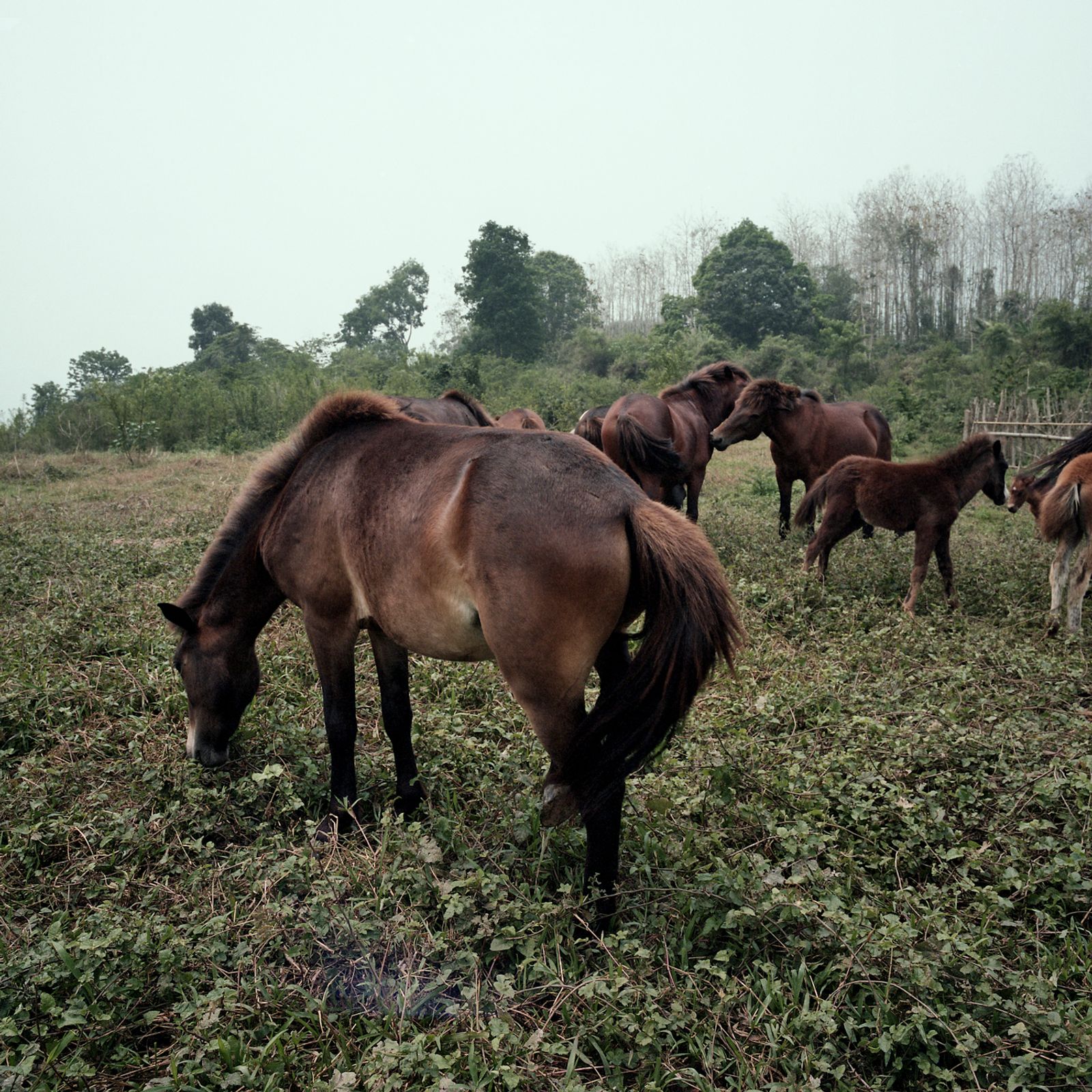 © Huiying Ore - Image from the Mekong, The mother of rivers photography project