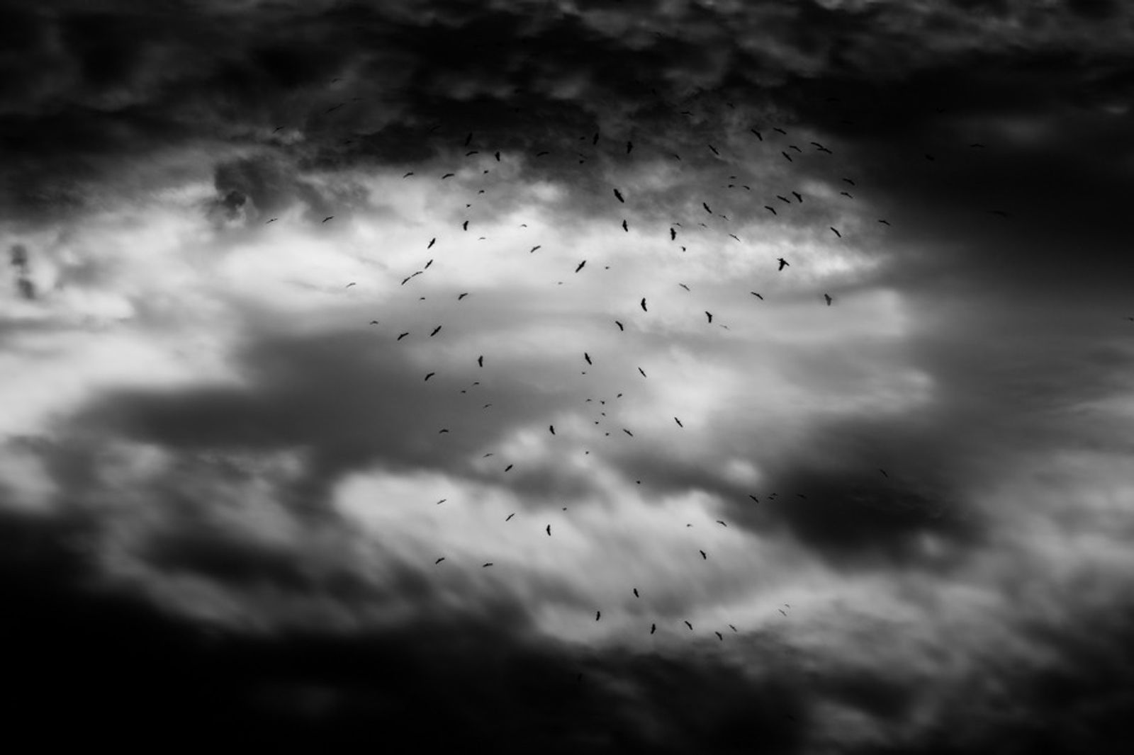 © Nicolas Janowski - View of the sky in Coca. Napo region, The Amazons. 2011