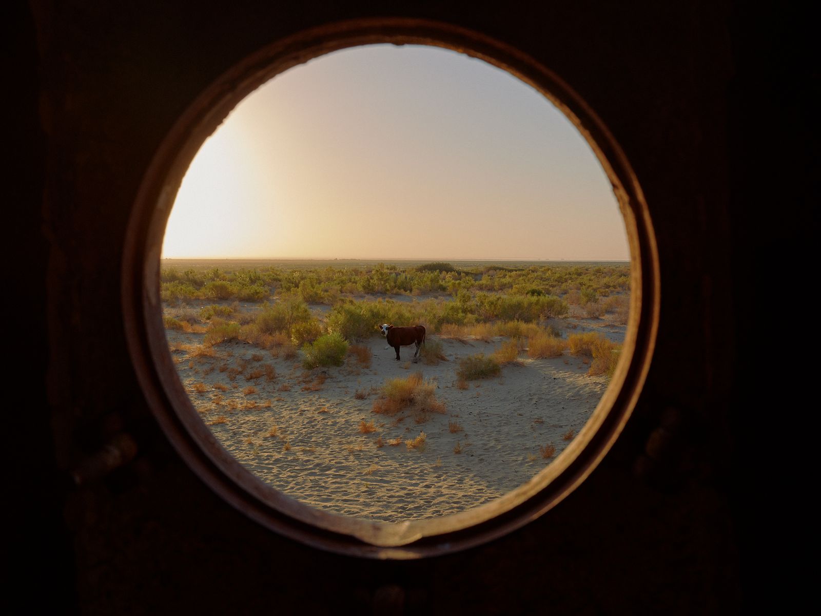 © Kristina Varaksina - Looking out of a shipwreck’s window. Only cattle now walk the deserted land.