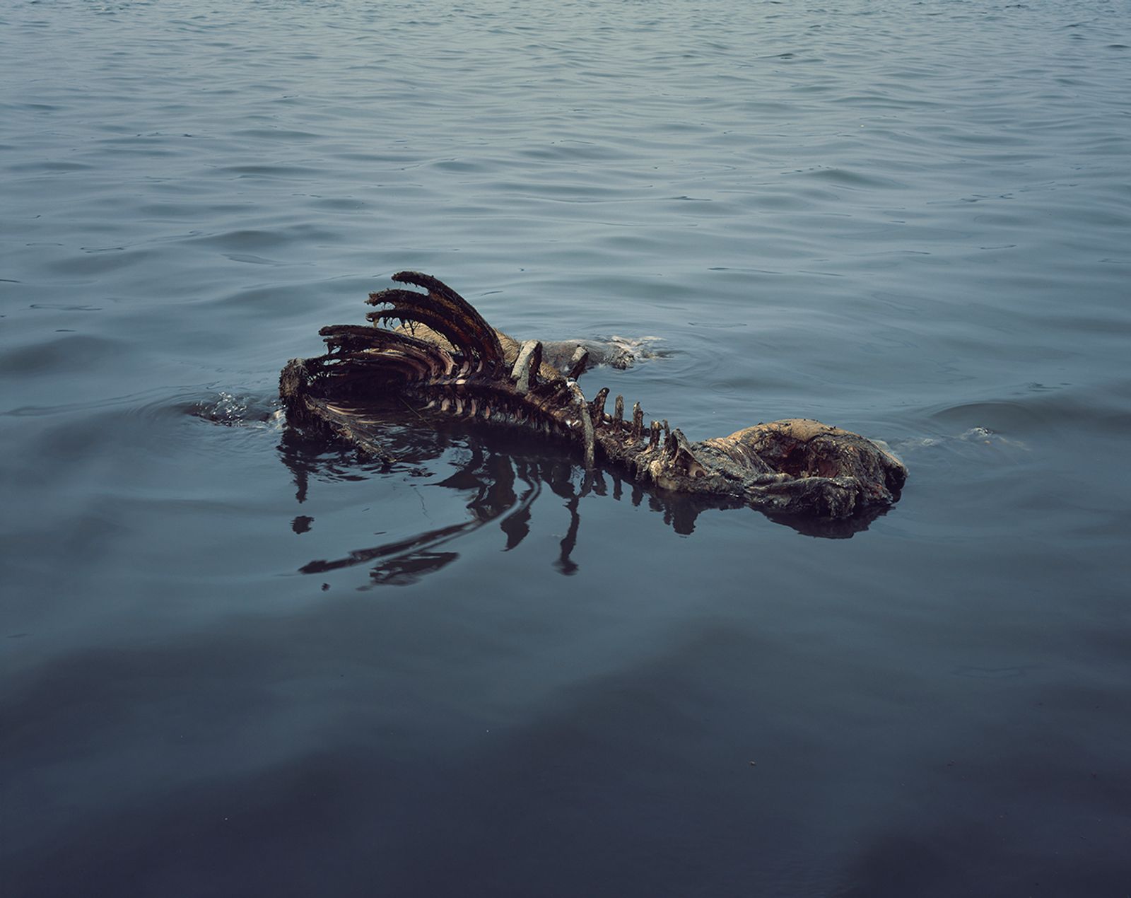 © Grzegorz Wełnicki - A decomposing buffalo’s body in the waters of Ganges. Varanasi 2016