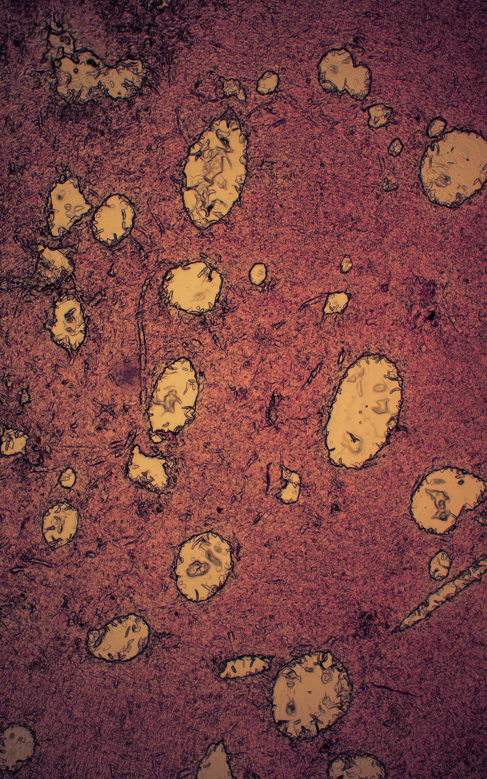 © Grzegorz Wełnicki - Microscopic image of a pancreatic flake printed with bioink.