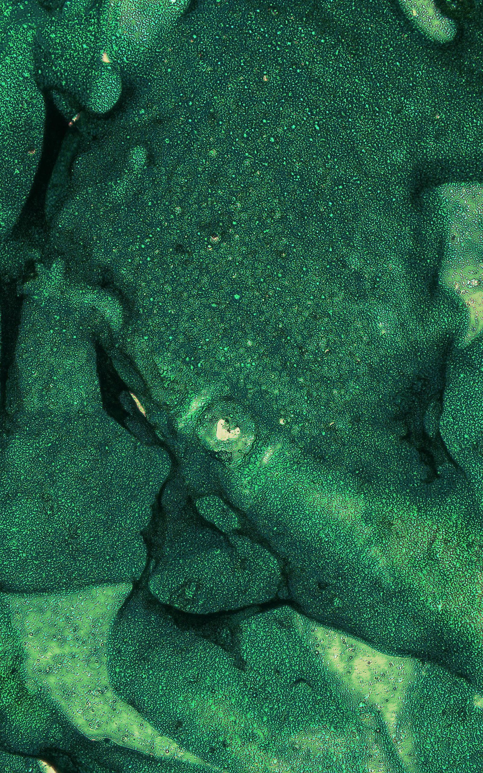 © Grzegorz Wełnicki - Microscopic image of a pancreatic flake printed with bioink.