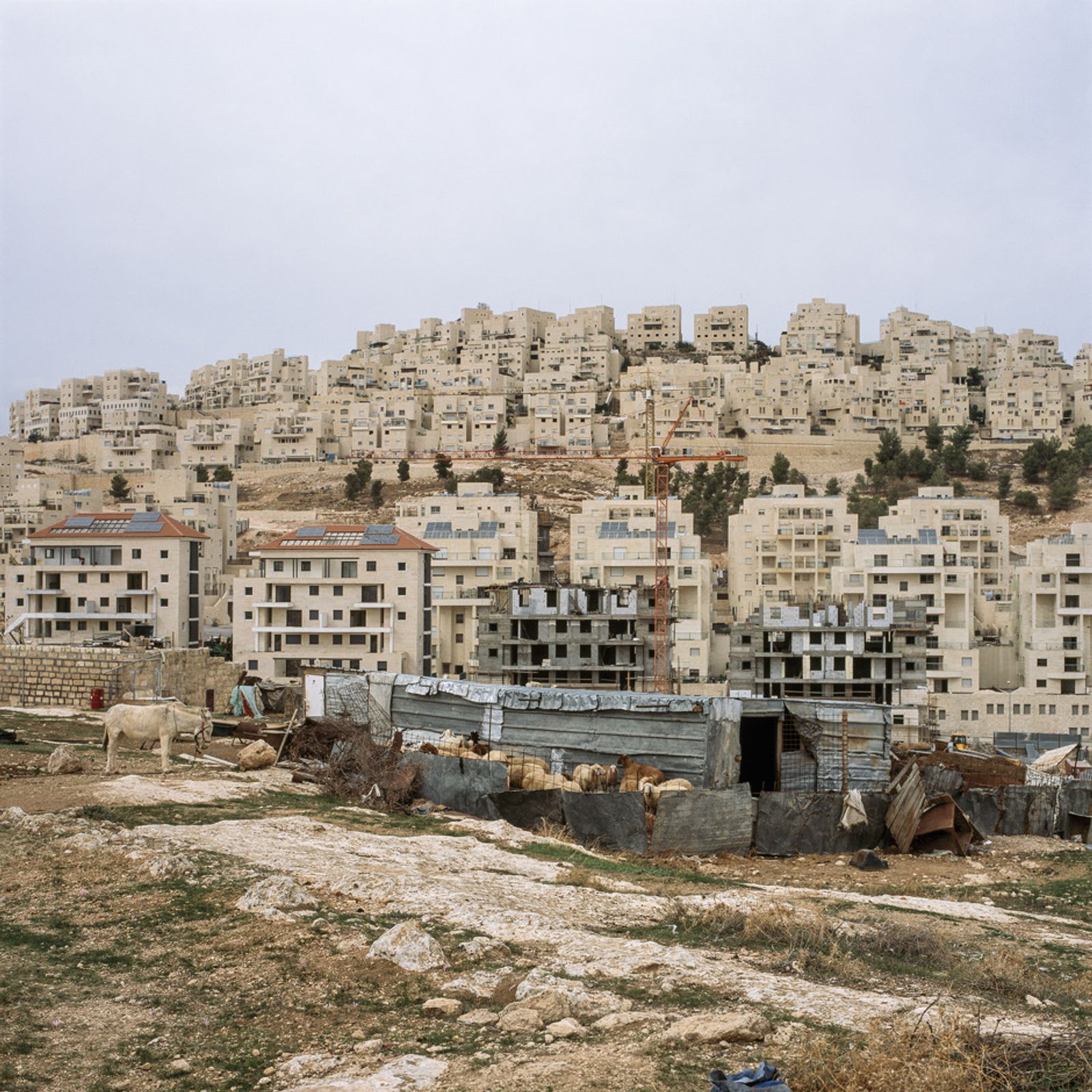 © Federico Busonero - Shepherd’s home and livestock on the edge of Har Homa, an Israeli settlement north of Bethlehem, Palestine.