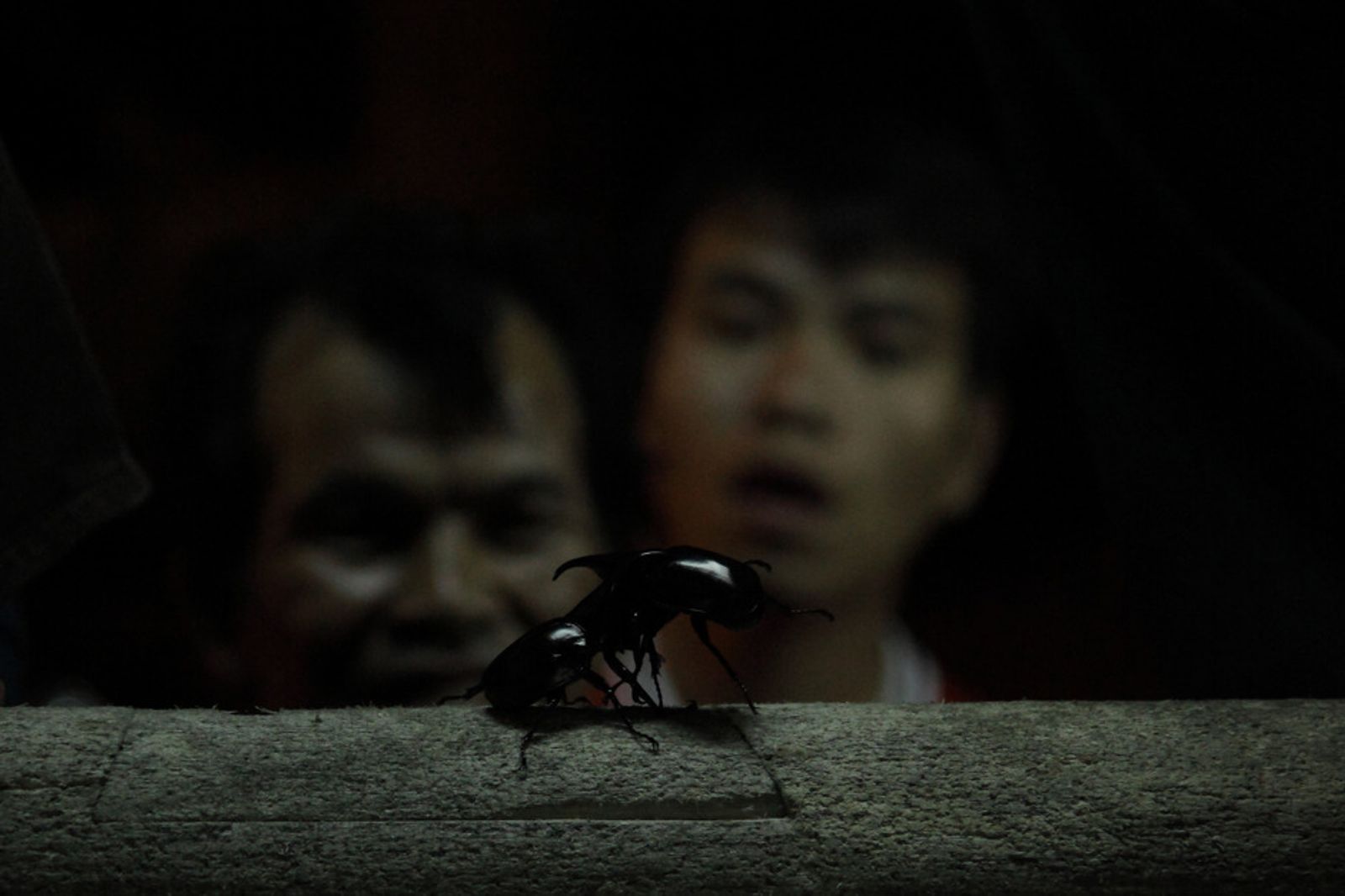 © Anne Kathrin Greiner - Image from the Sacred and Profane: Beetle Fighting in Northern Thailand photography project