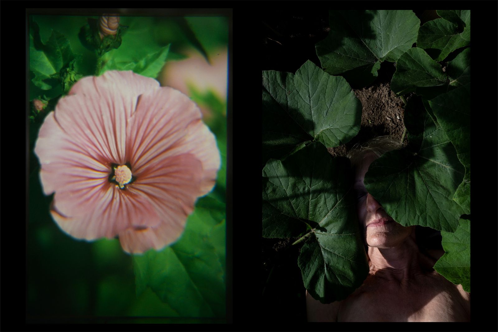 © Anne Ackermann - Diptych of an image of a flower from my dad's archive and my mom in her garden.2020.