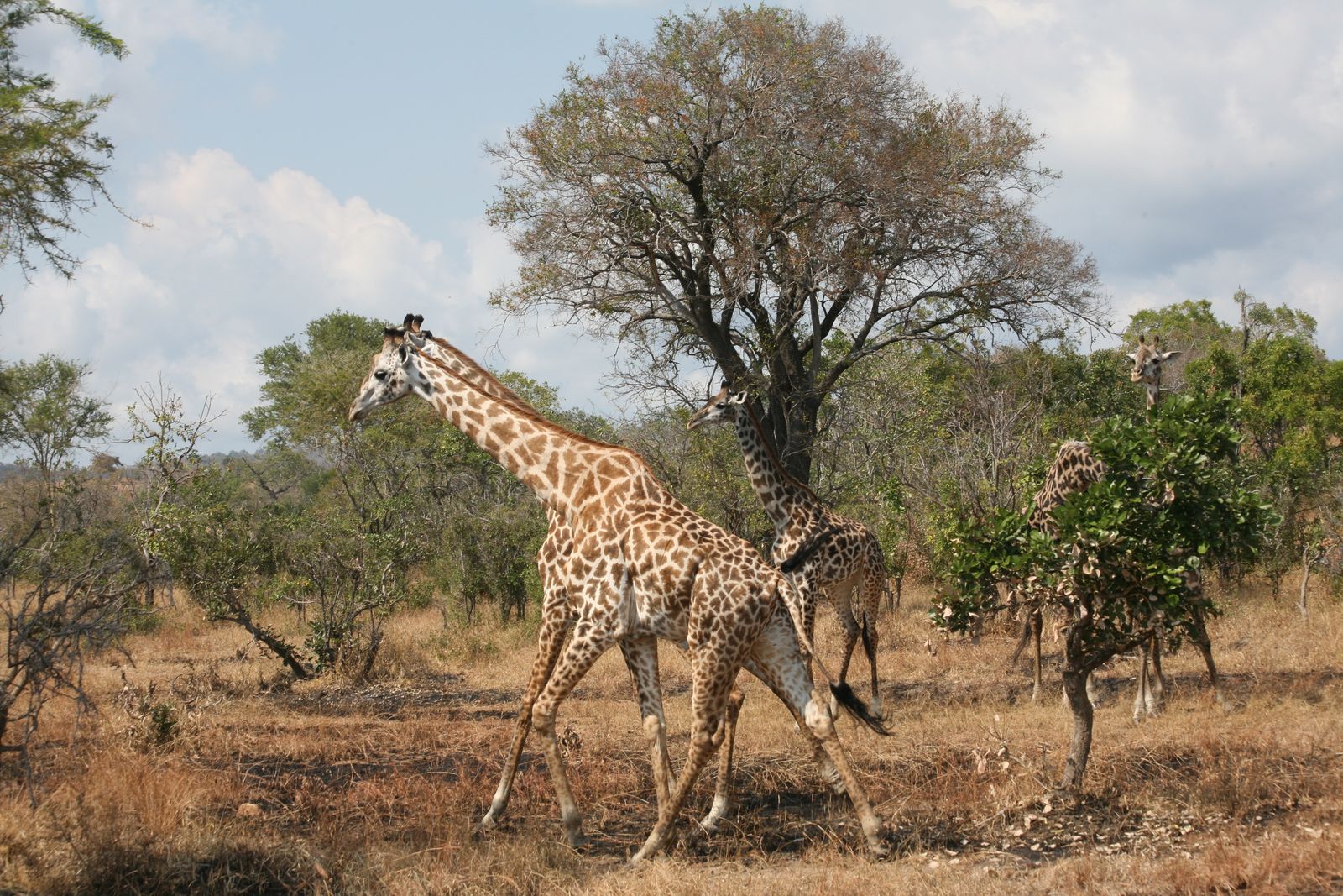 © Ossetrova Eugeniya - Image from the People in nature | Tanzania photography project