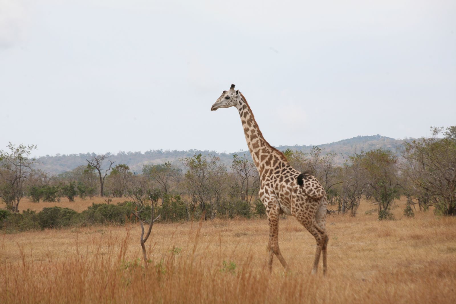 © Ossetrova Eugeniya - Image from the People in nature | Tanzania photography project