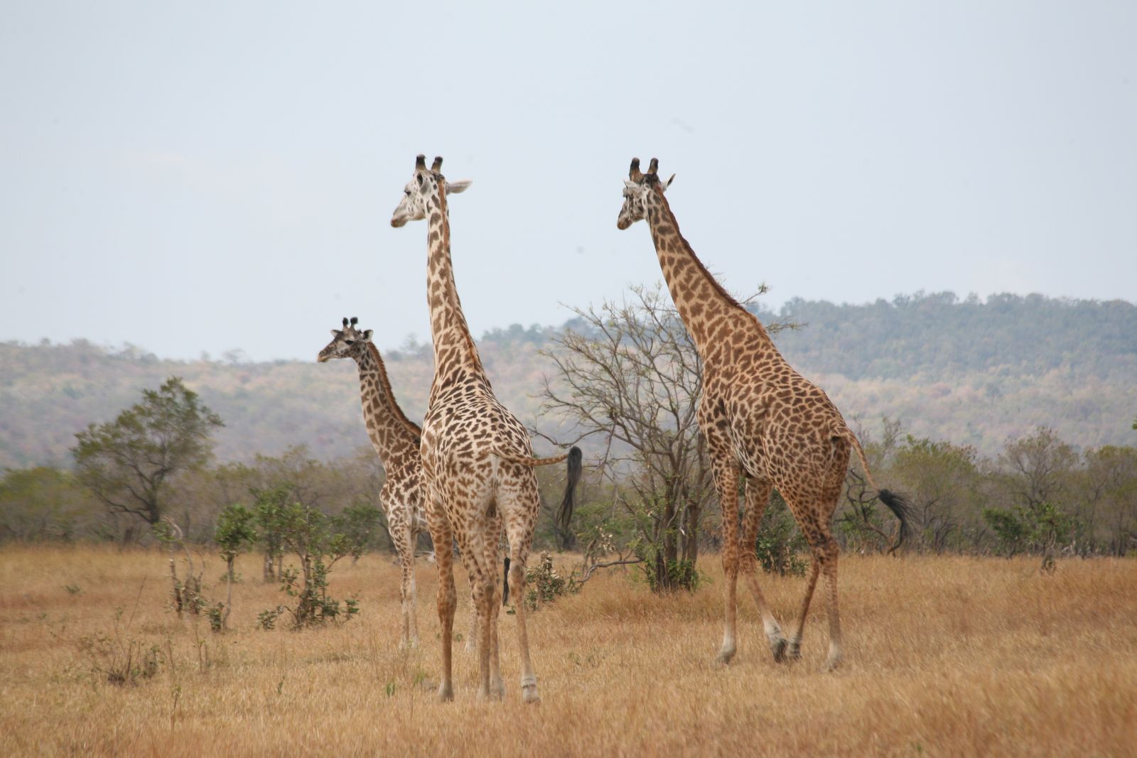 © Ossetrova Eugeniya - Image from the People in nature | Tanzania photography project