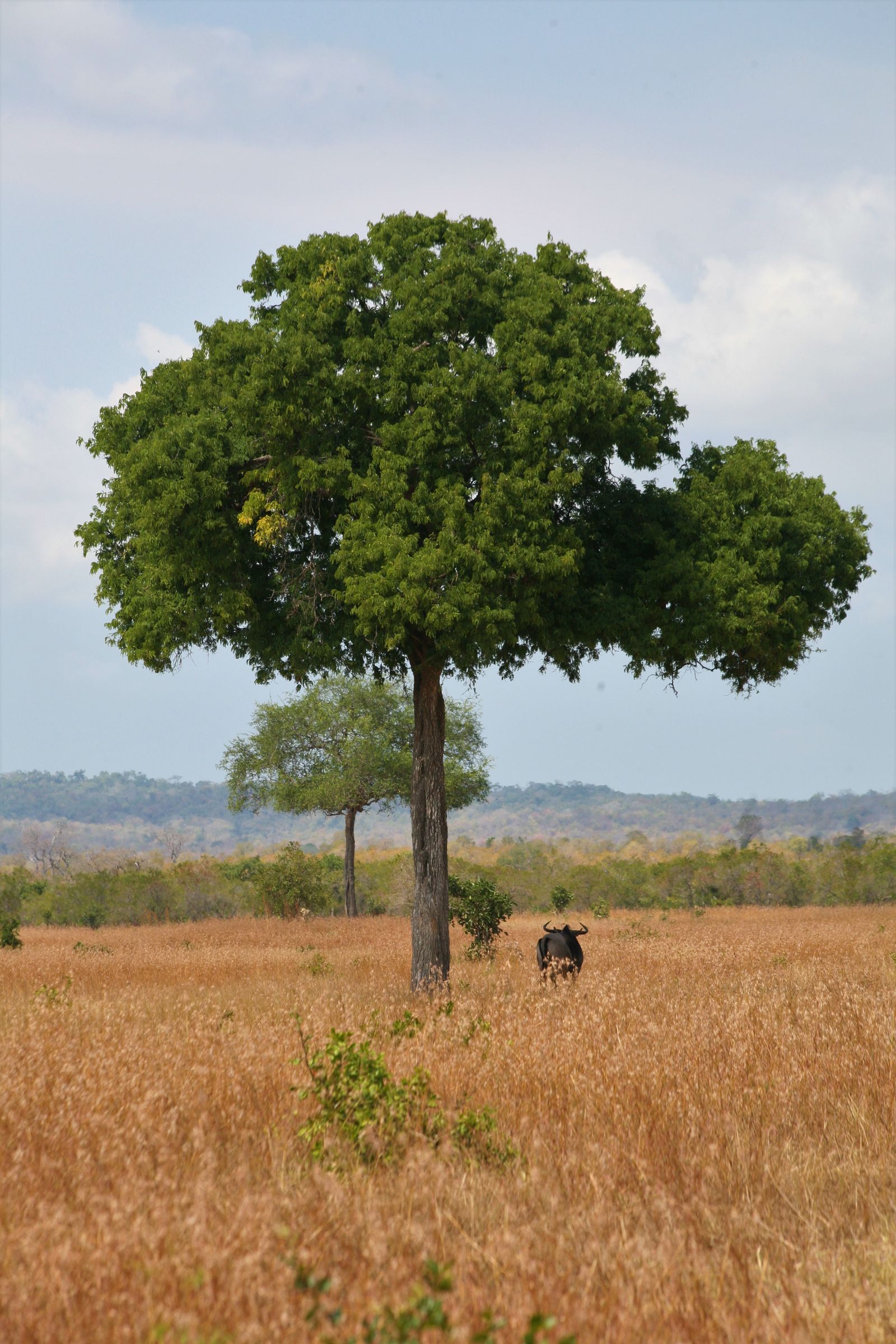 © Ossetrova Eugeniya - Image from the People in nature | Tanzania photography project