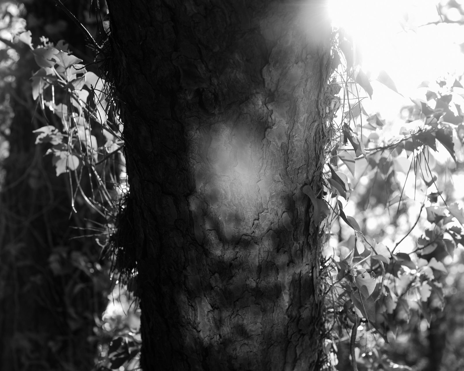 © Emilia Martin - Image from the I Saw A Tree Bearing Stones In A Place Of Apples And Pears photography project