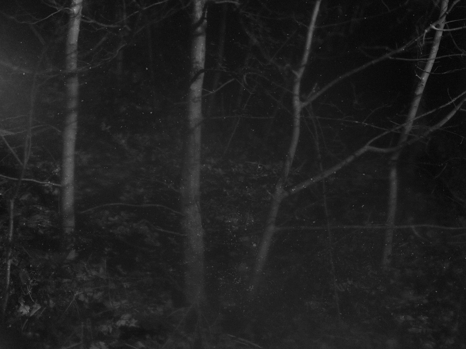 © Emilia Martin - Image from the I saw a tree bearing stones in the place of apples and pears photography project