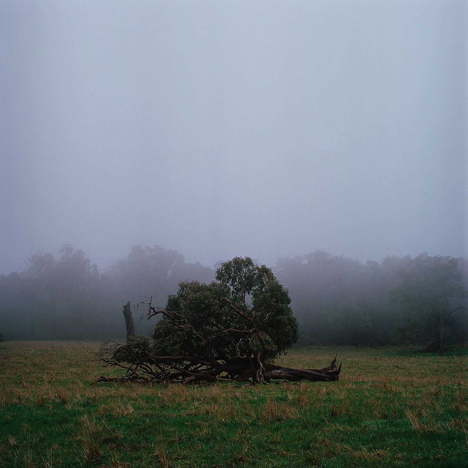 © Erin Lee - Australian landscape, Red Hill, Victoria.