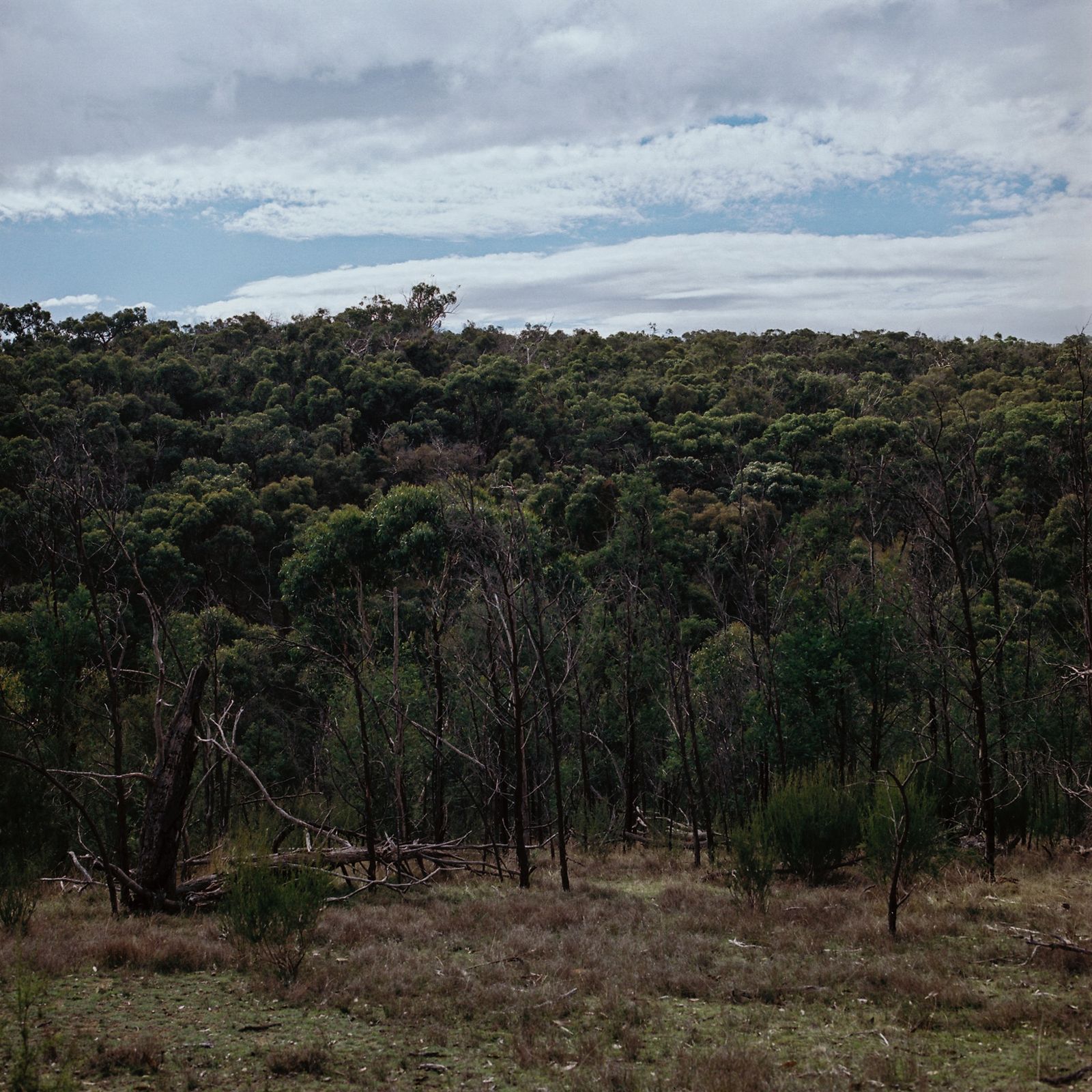 © Erin Lee - Australian landscape. Maryborough, Victoria.