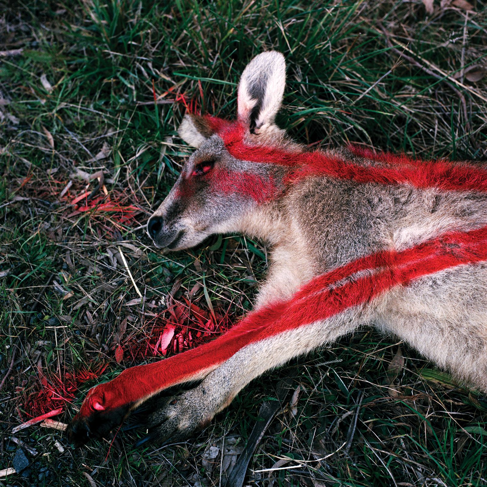 © Erin Lee - Red spray paint marked body of a wallaby left on the roadside.