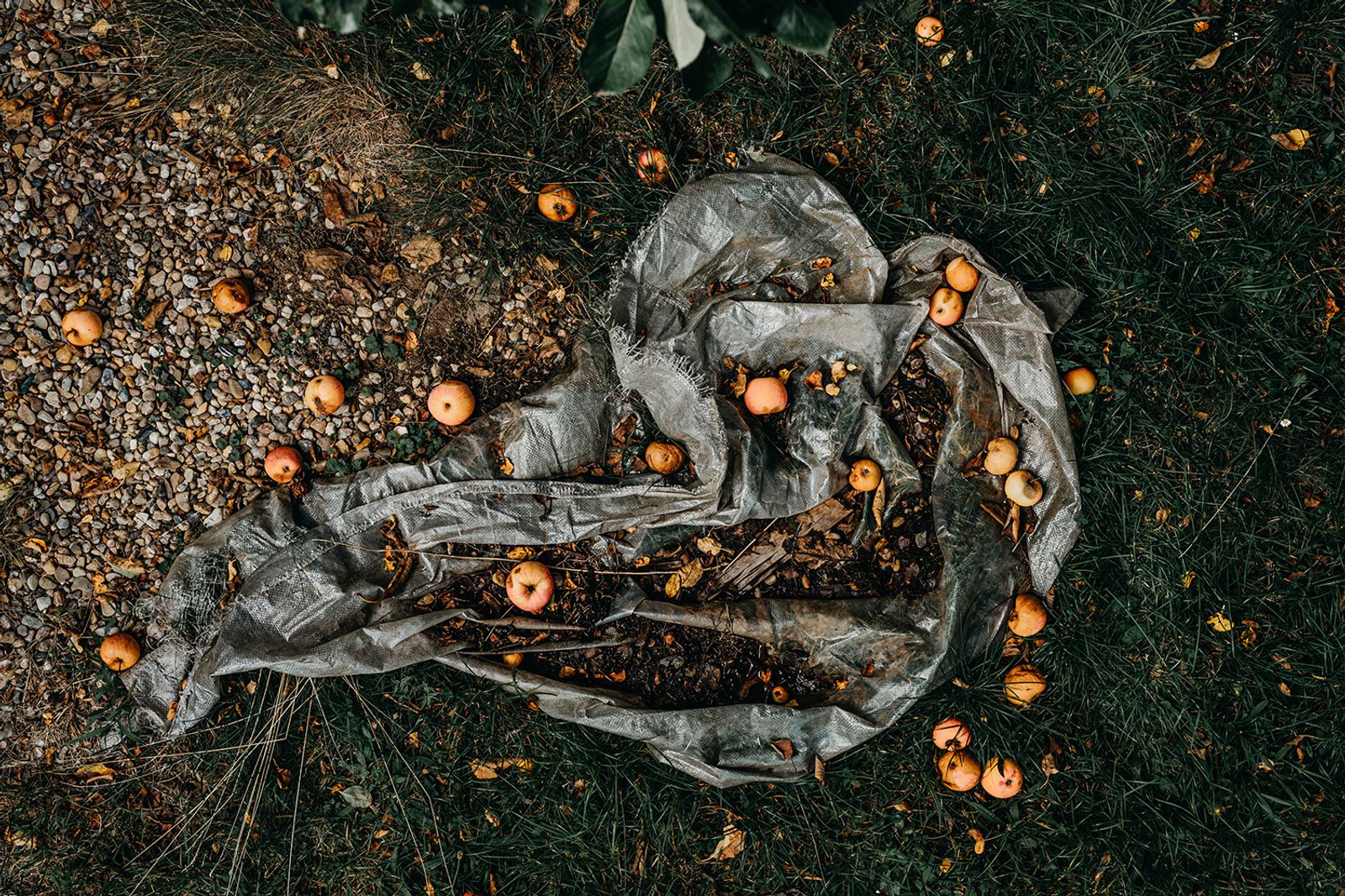 © Jana Plavec - Image from the Garden with Fallen Apples photography project