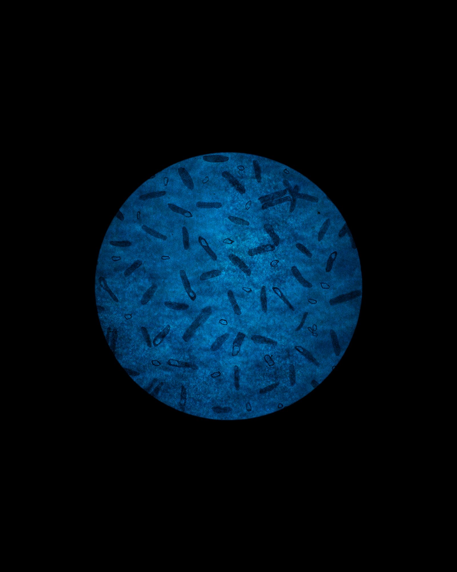 © Ellen Smeets - Image from the Happiness is a warm scalpel.  Fundamental Methods photography project