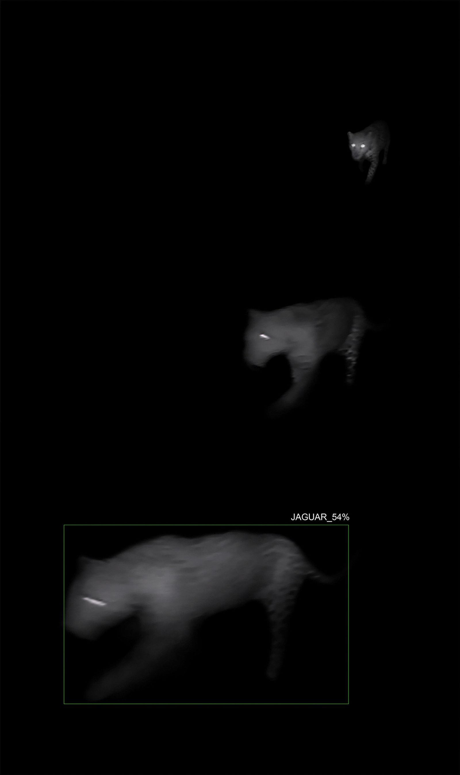 © Alex Turner - 3 Captures of 1 Jaguar with A.I. Recognition, Censored Location, AZ