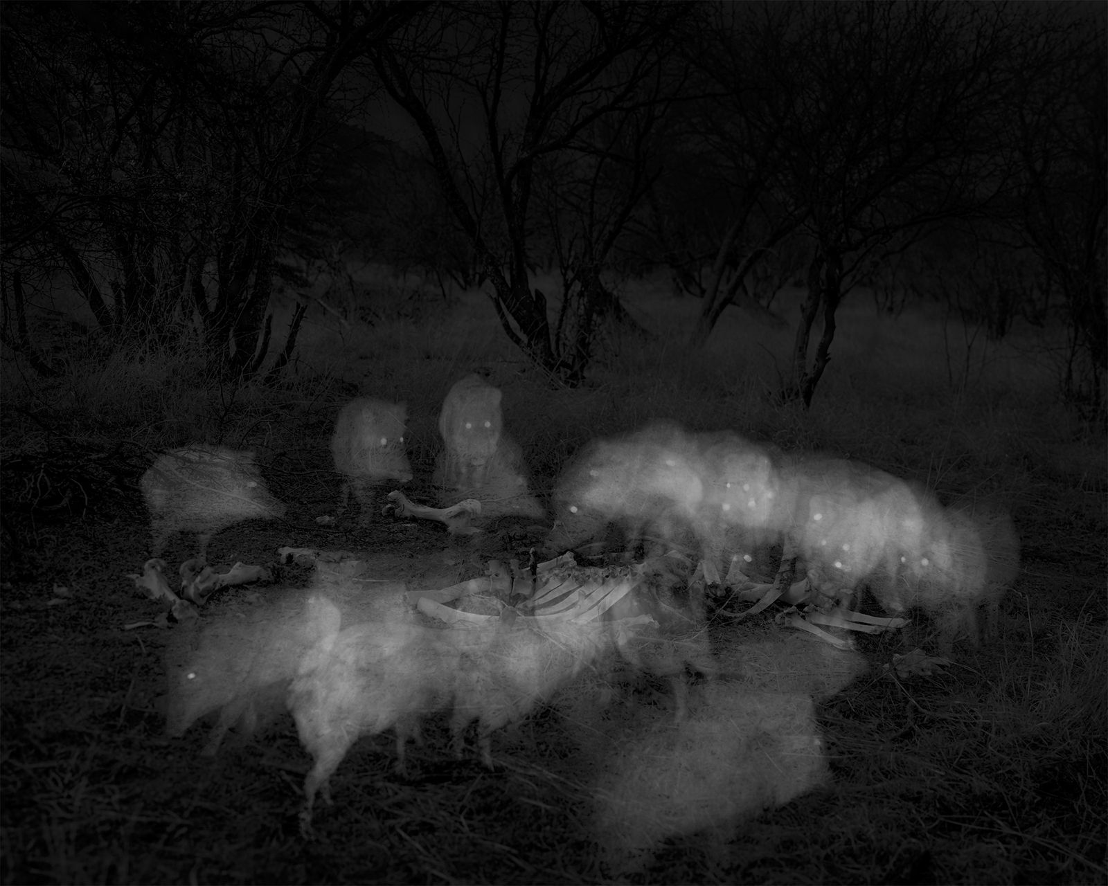 © Alex Turner - 24 Javelinas and Cow Carcass, 1-Week Interval, Santa Rita Mountains, AZ