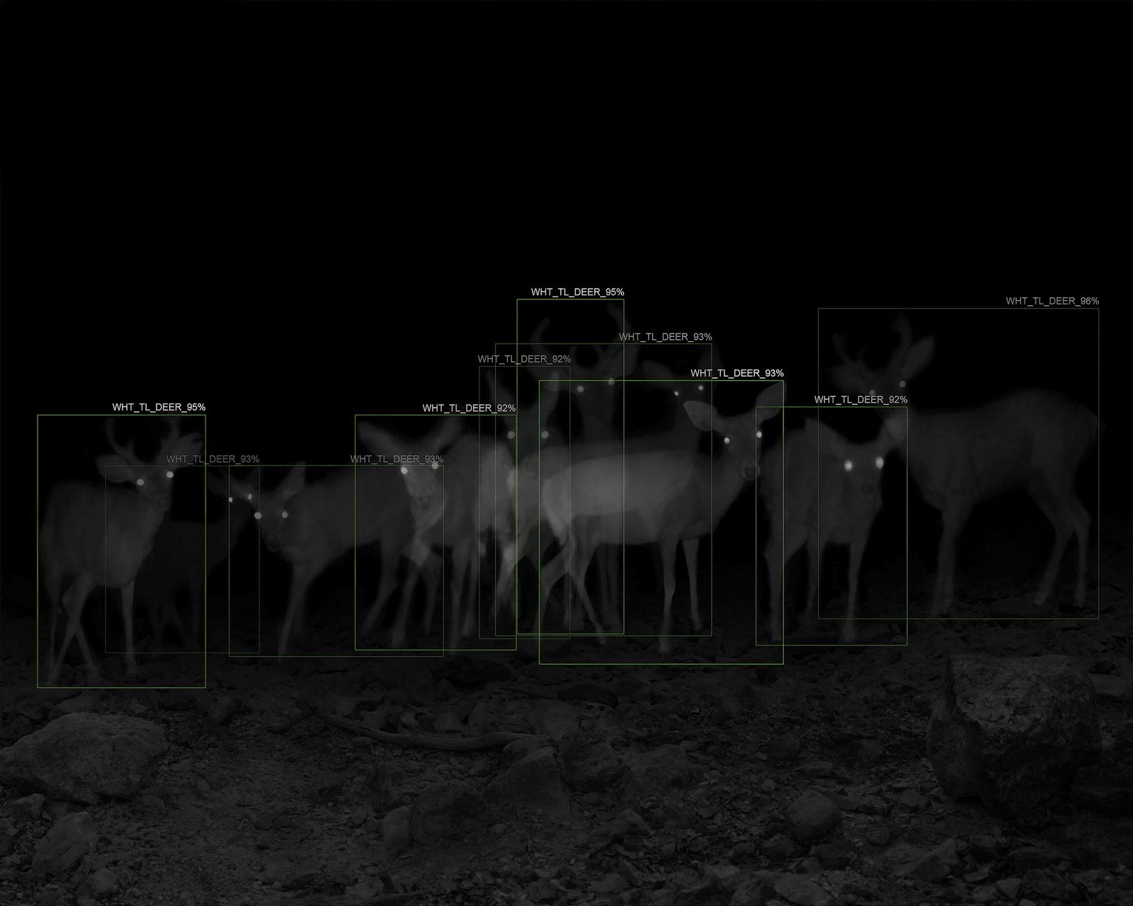 © Alex Turner - 10 White-Tailed Deer with A.I. Recognition, 1-Week Interval, Santa Rita Mountains, AZ