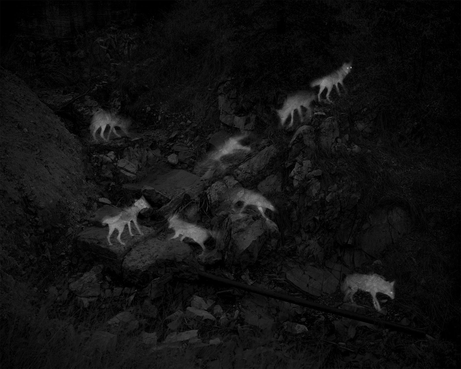 © Alex Turner - 8 Captures of 2 Coyotes, 2-Hour Interval, Abandoned Endless Chain Mine, Patagonia Mountains, AZ