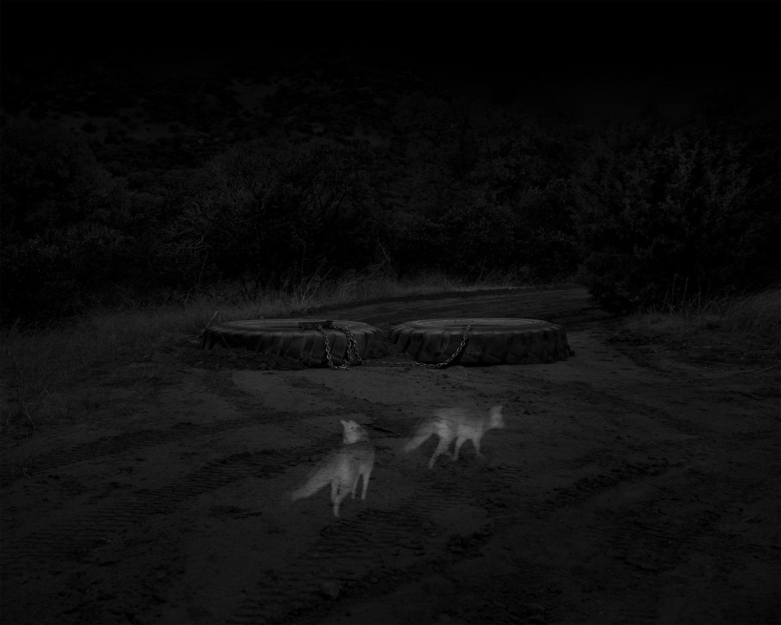 © Alex Turner - 2 Gray Foxes, Border Patrol Access Road, San Rafael Valley, AZ