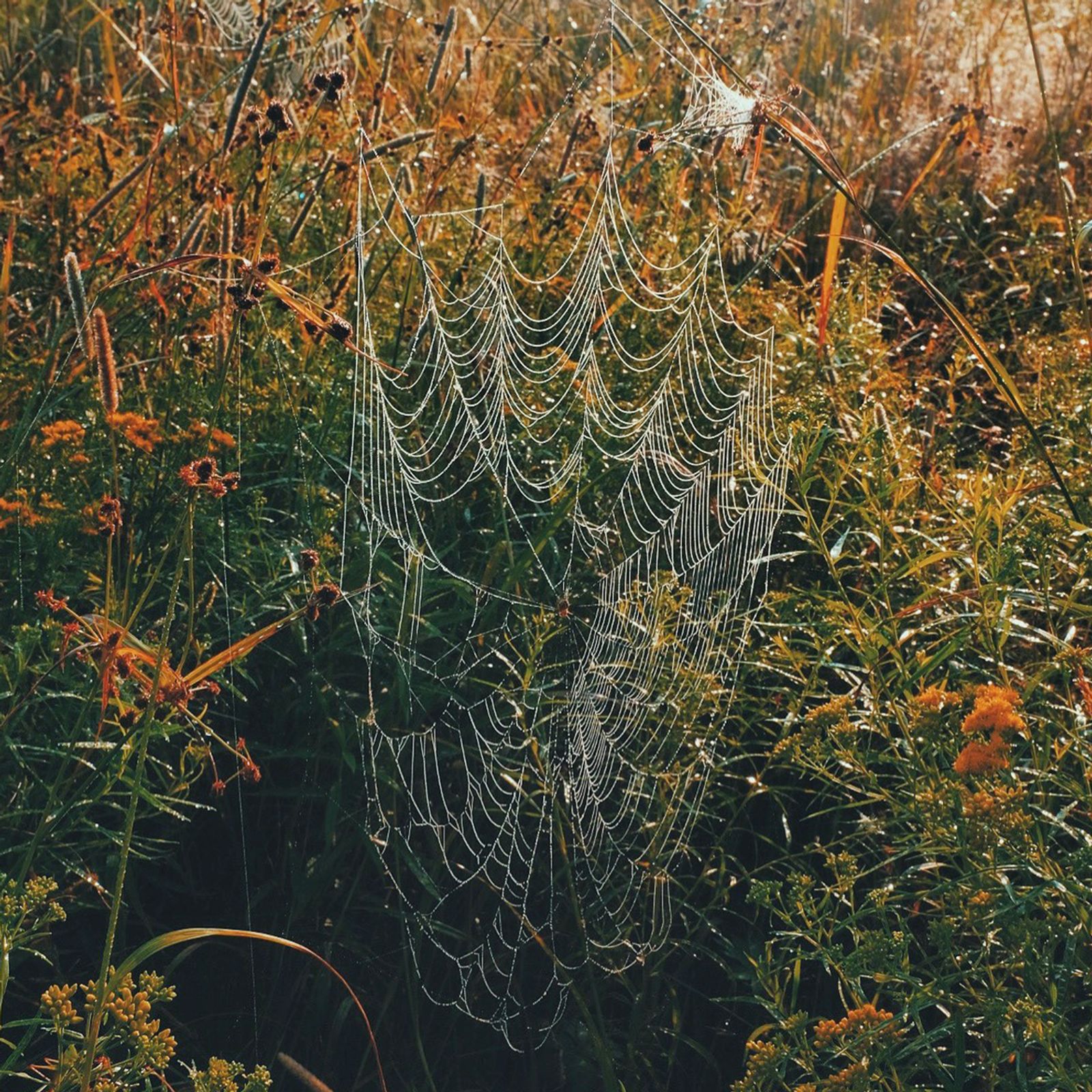 © Alana Celii - Spider Web, 2018