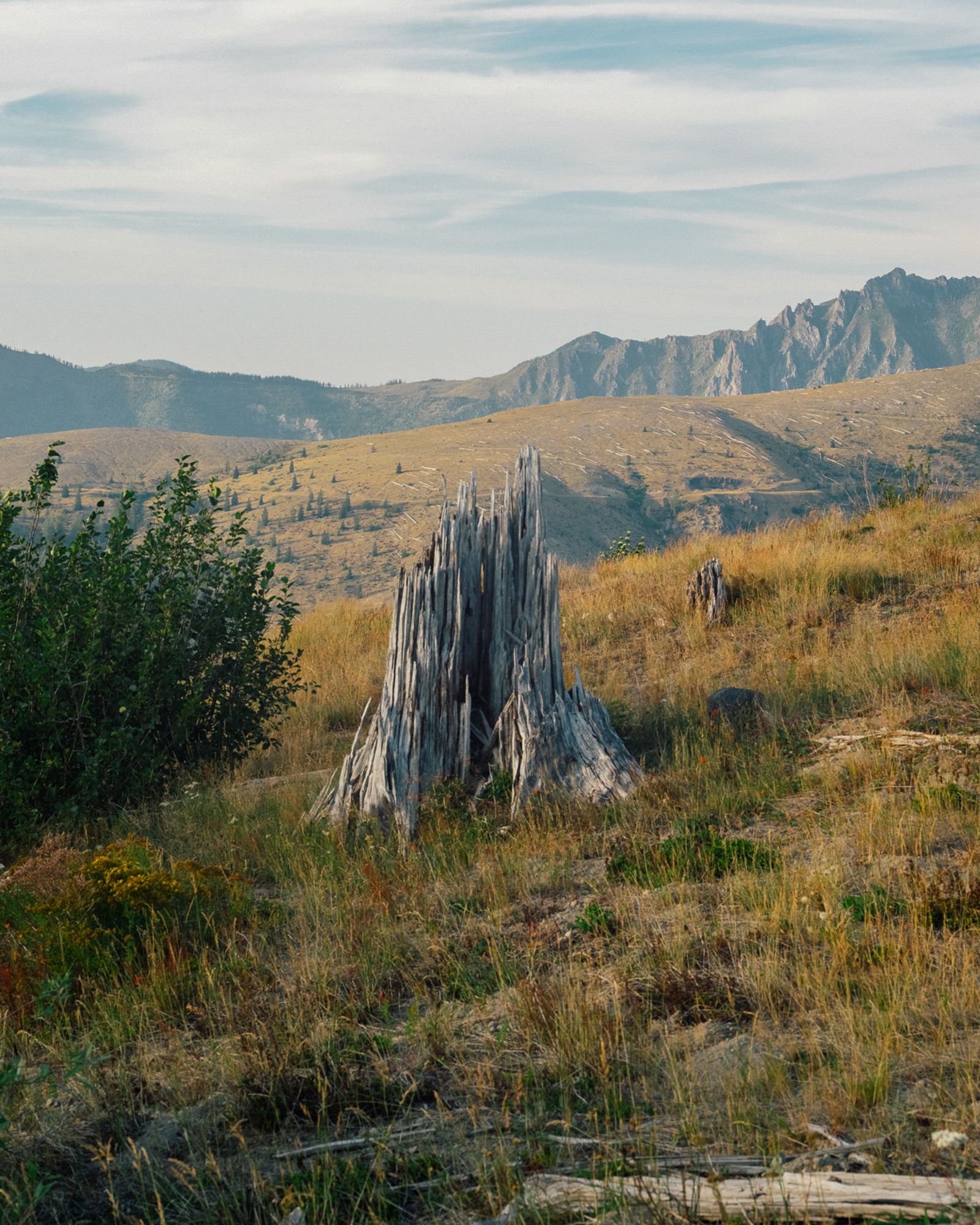 © Alana Celii - A shattered tree stump on Johnston Ridge.