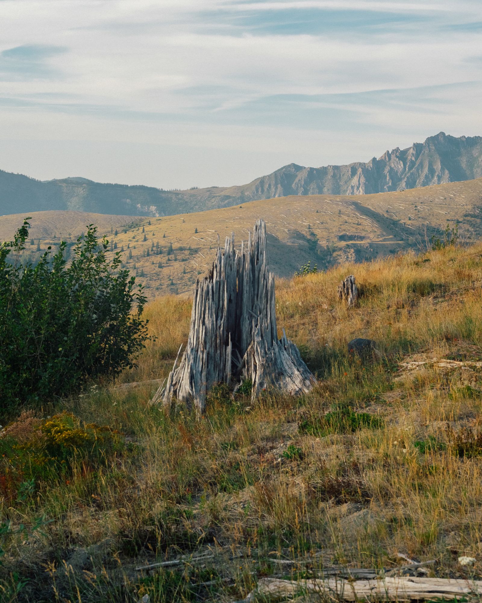 © Alana Celii - A shattered tree stump on Johnston Ridge.