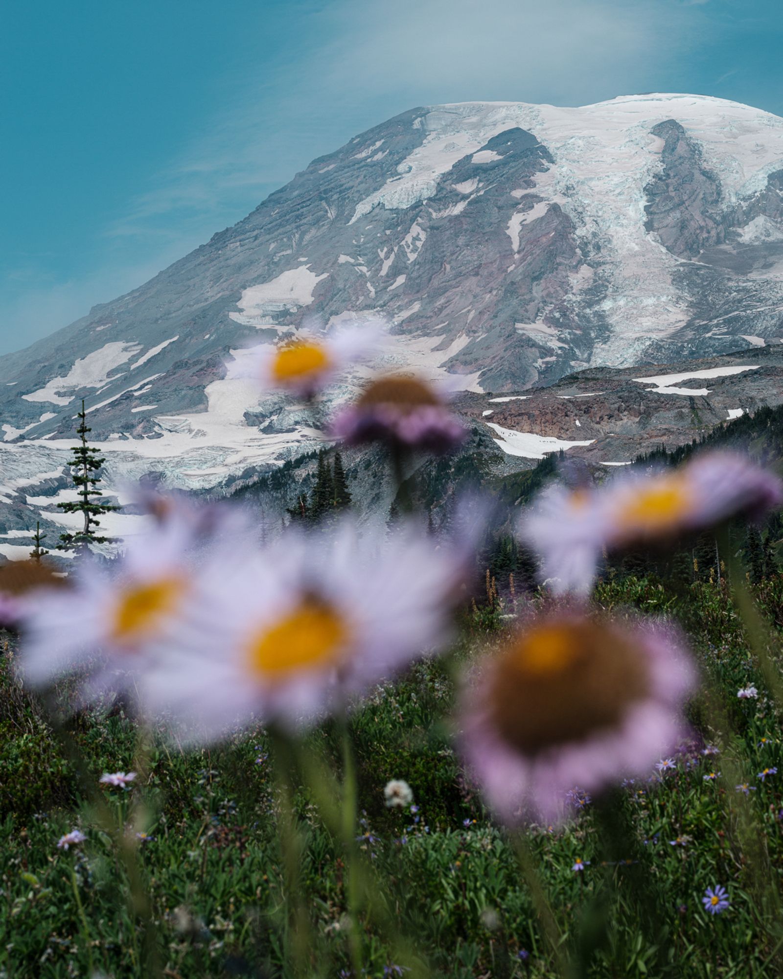 © Alana Celii - Subalpine daisies along Panorama trail near Paradise Park on Mount Rainier.