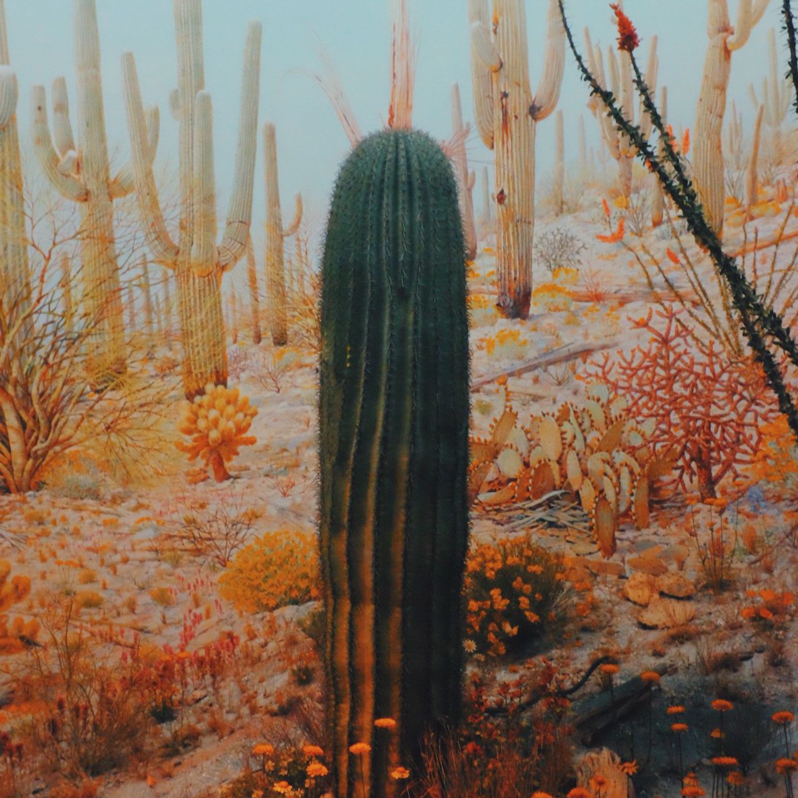 © Alana Celii - Saguaro Desert, 2018