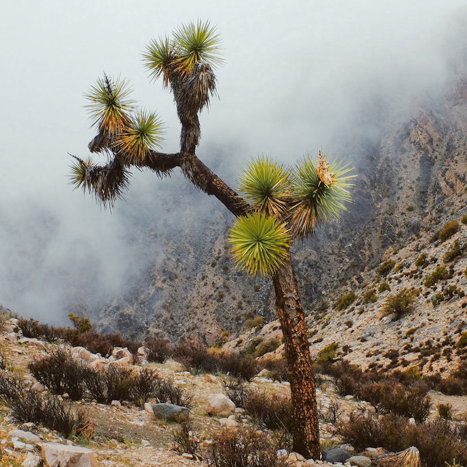 © Alana Celii - Joshua Tree, 2017