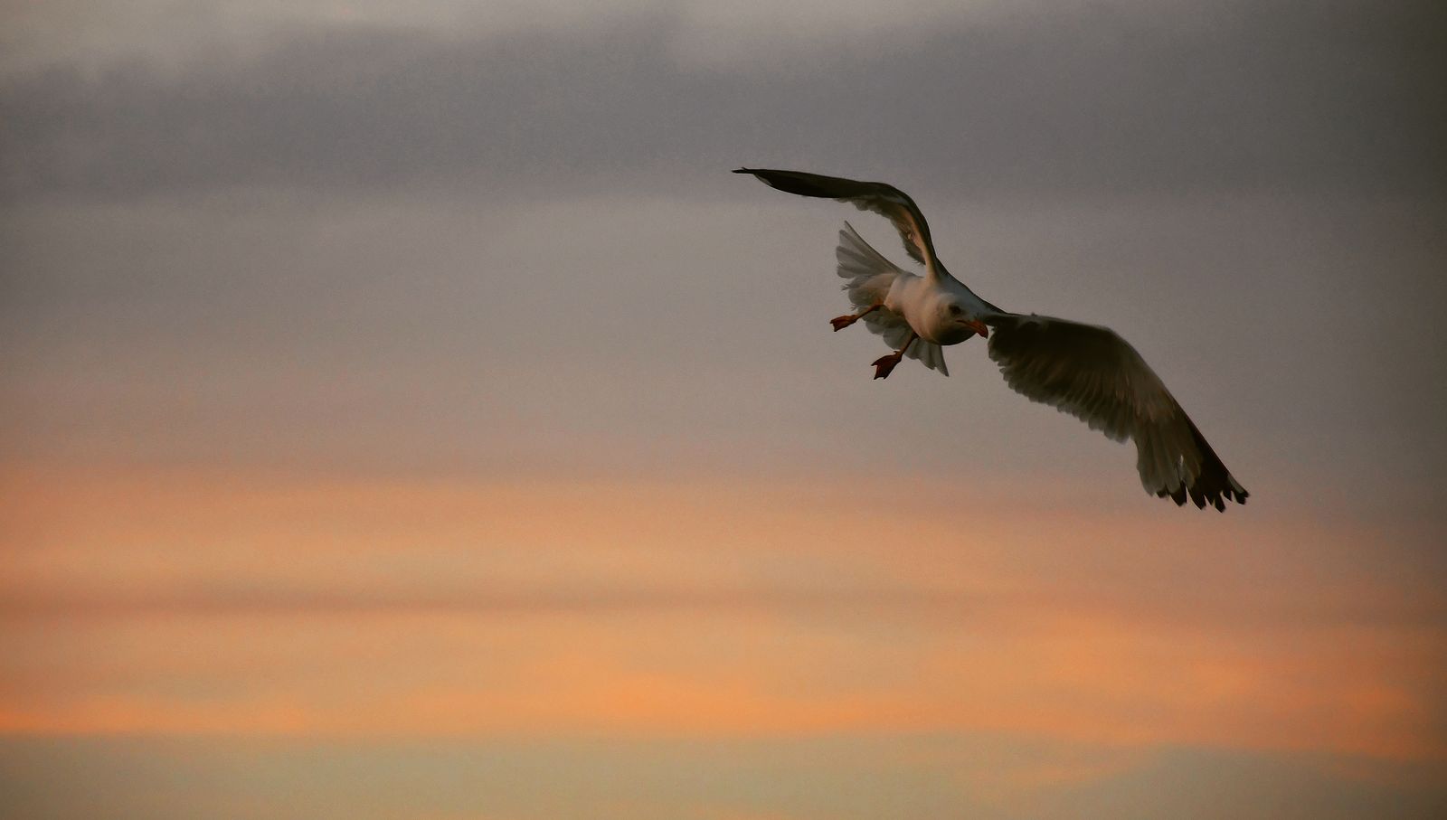 © AVAMPOSTI CULTURALI  |  DIDEMAIMAGES - Image from the In perpetual flight, I brush against life photography project