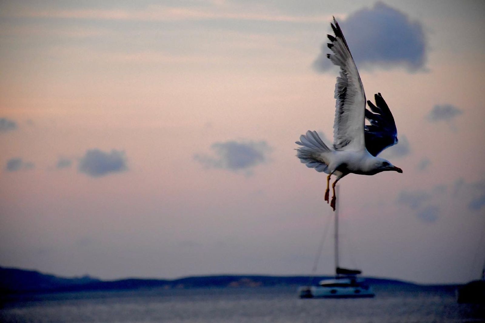 © AVAMPOSTI CULTURALI  |  DIDEMAIMAGES - In perpetual flight, I brush against life