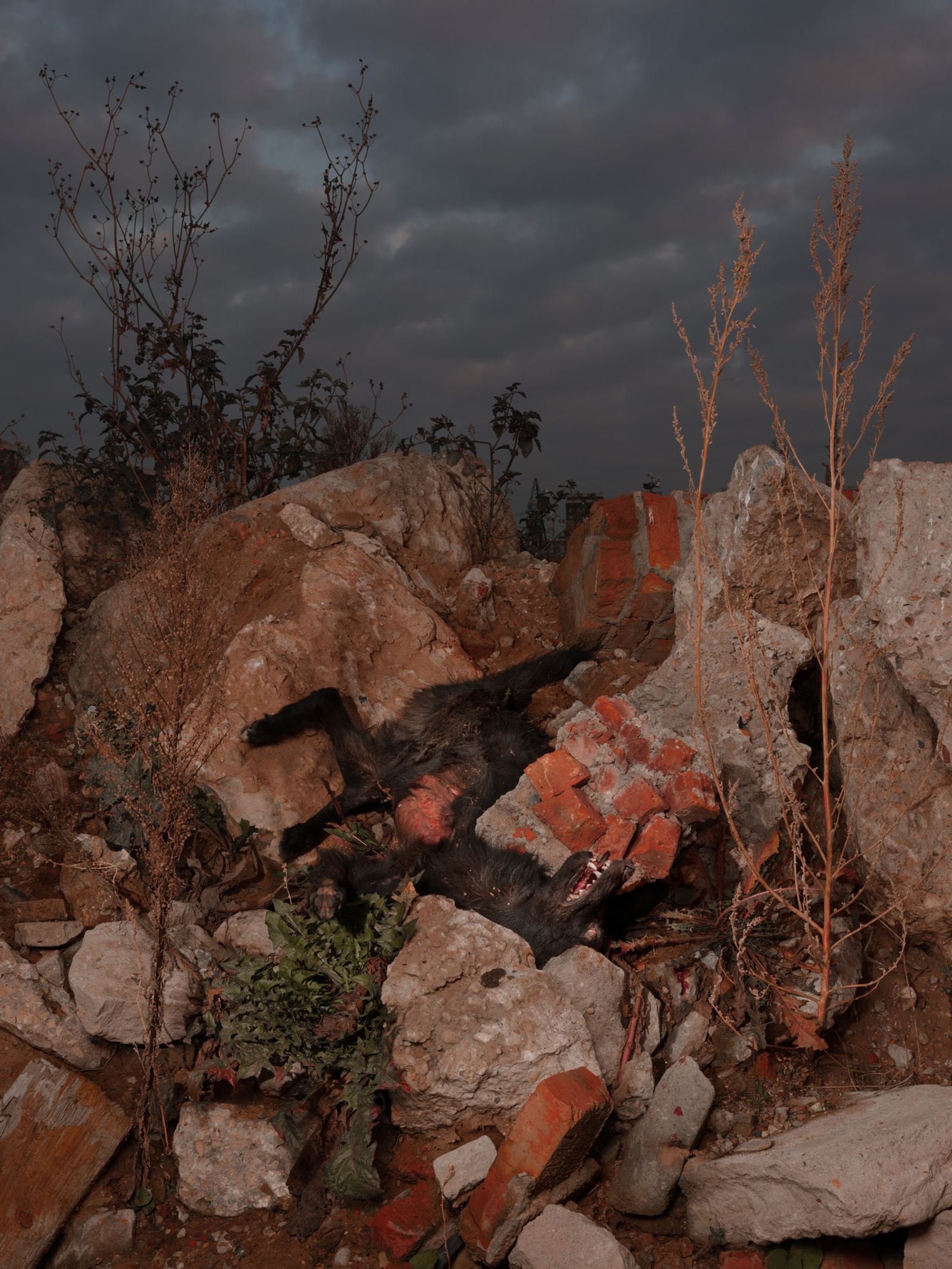 © Vladimir Seleznev - A murdered dog