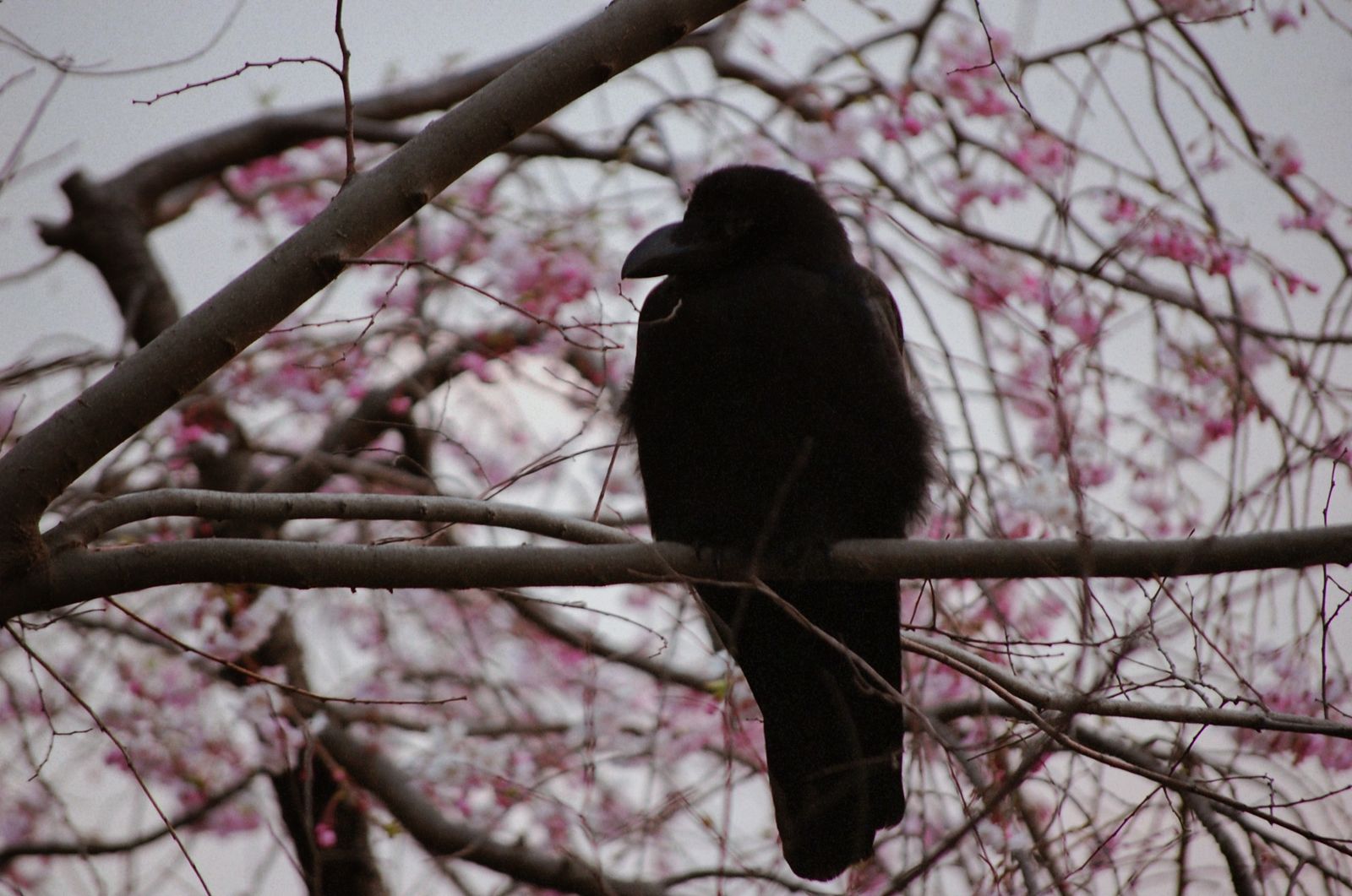 © chiara emme - Image from the 一緒に花見に行こうか？ photography project
