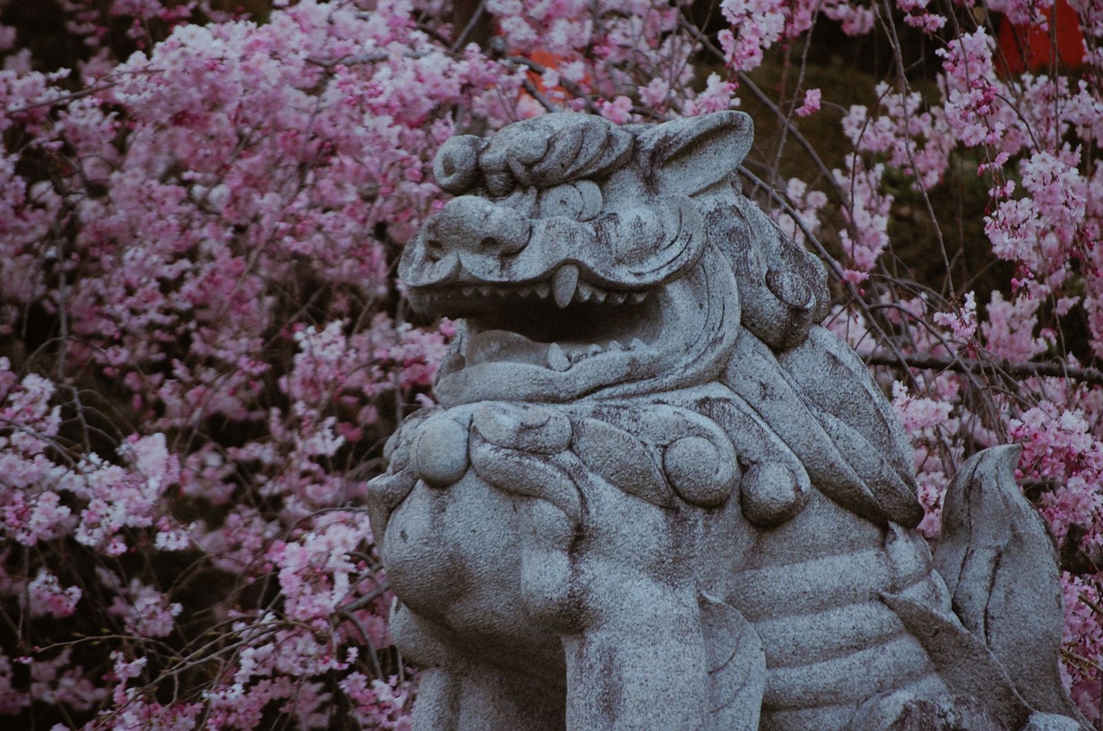 © chiara emme - Image from the 一緒に花見に行こうか？ photography project
