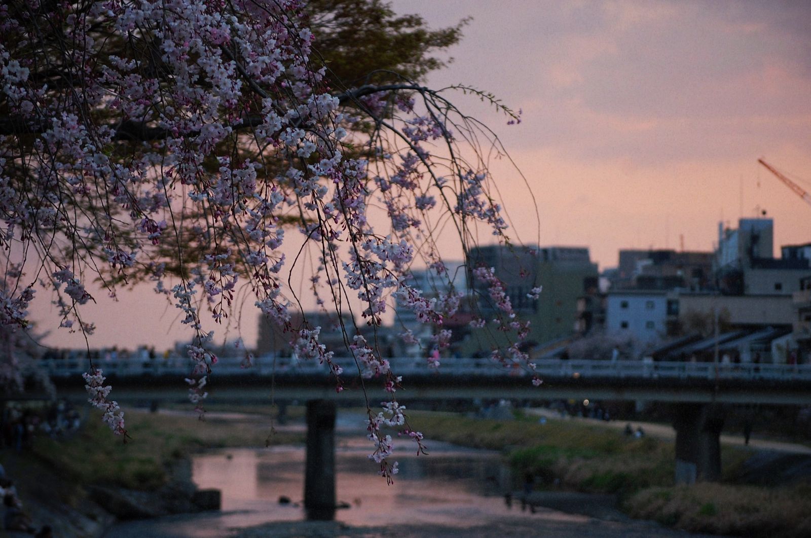© chiara emme - Image from the 一緒に花見に行こうか？ photography project