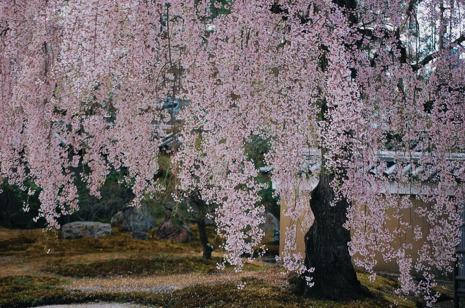 © chiara emme - Image from the 一緒に花見に行こうか？ photography project