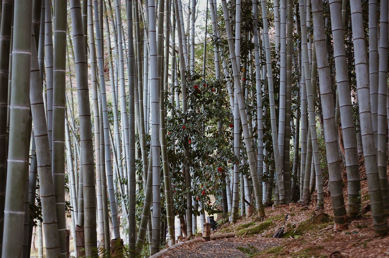 © chiara emme - Image from the 一緒に花見に行こうか？ photography project